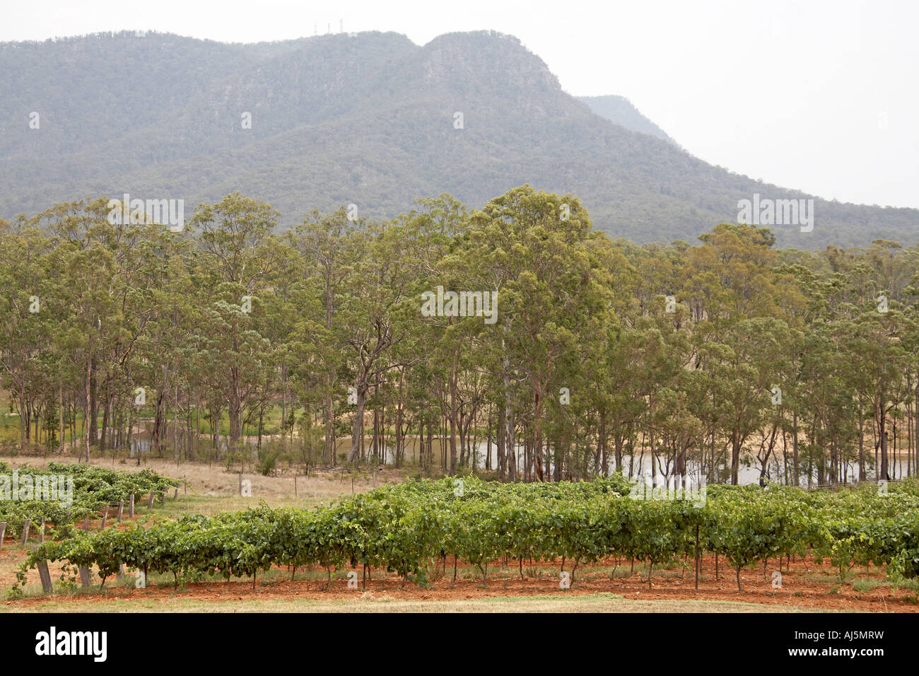 Montagne e alberi di gomma vicino si è rotto nella Hunter Valley Wine area crescente del New South Wales NSW Australia Foto Stock