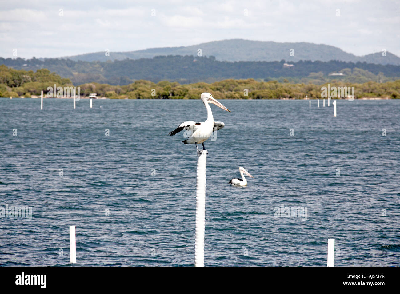 Pelican bird standing on wooden navigation post on Myall River near Hawks Nest Port Stephens New South Wales NSW Australia Foto Stock