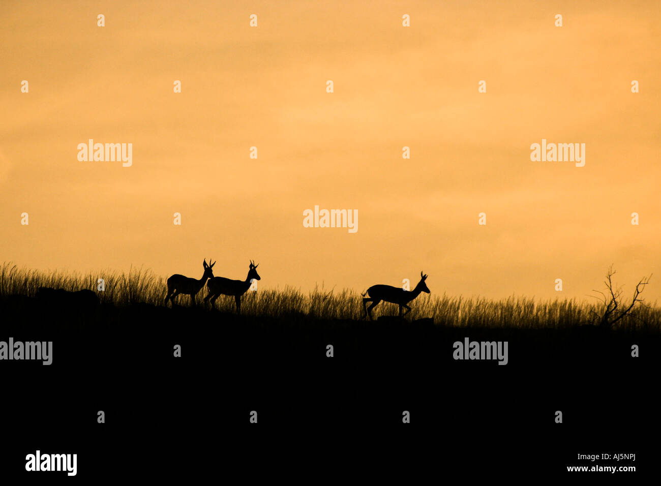 Tre springbuck stagliano contro un tramonto Foto Stock