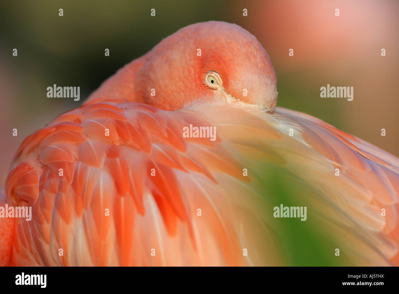 Flamingo con testa in piume Foto Stock