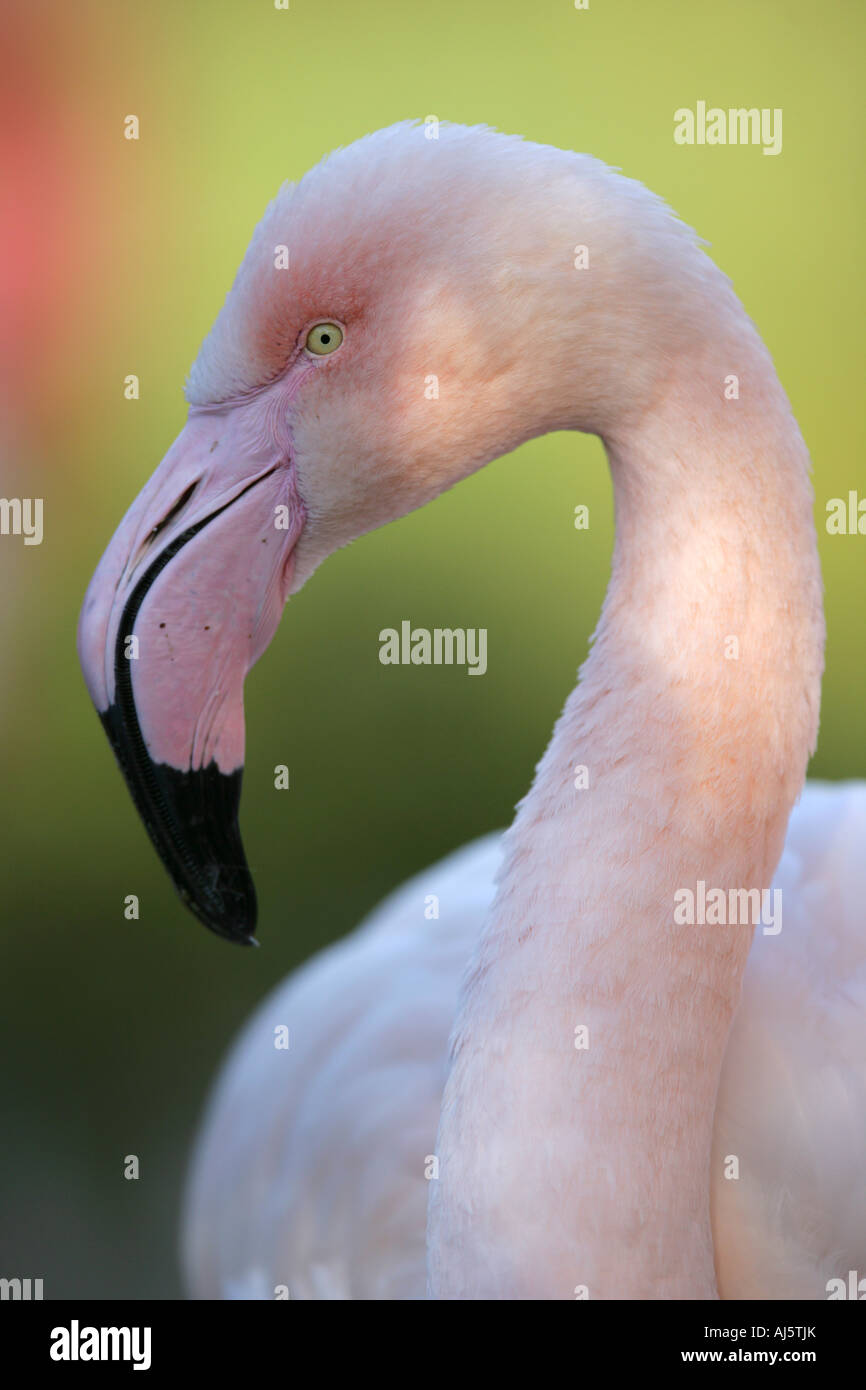 Testa di Flamingo closeup Foto Stock