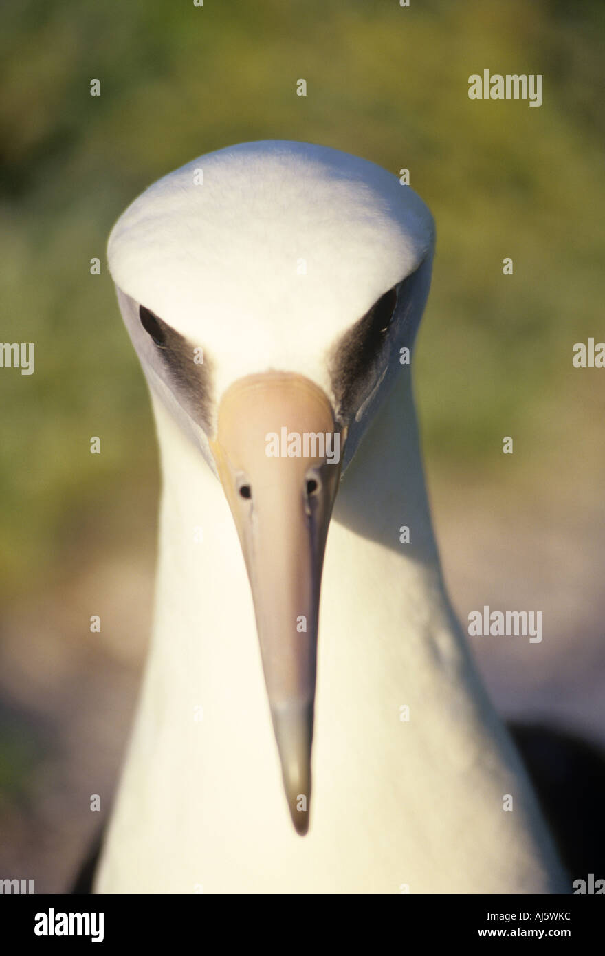 Sulla testa di laysan albatross o gooney bird Diomedea immutabilis atollo di Midway Pacific può Foto Stock