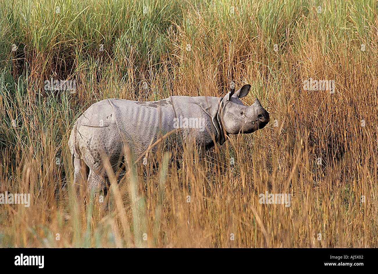 SNA71880 Unicornis asiatico Rhinocero Kaziranga Wildlife Sanctuary Assam India Foto Stock