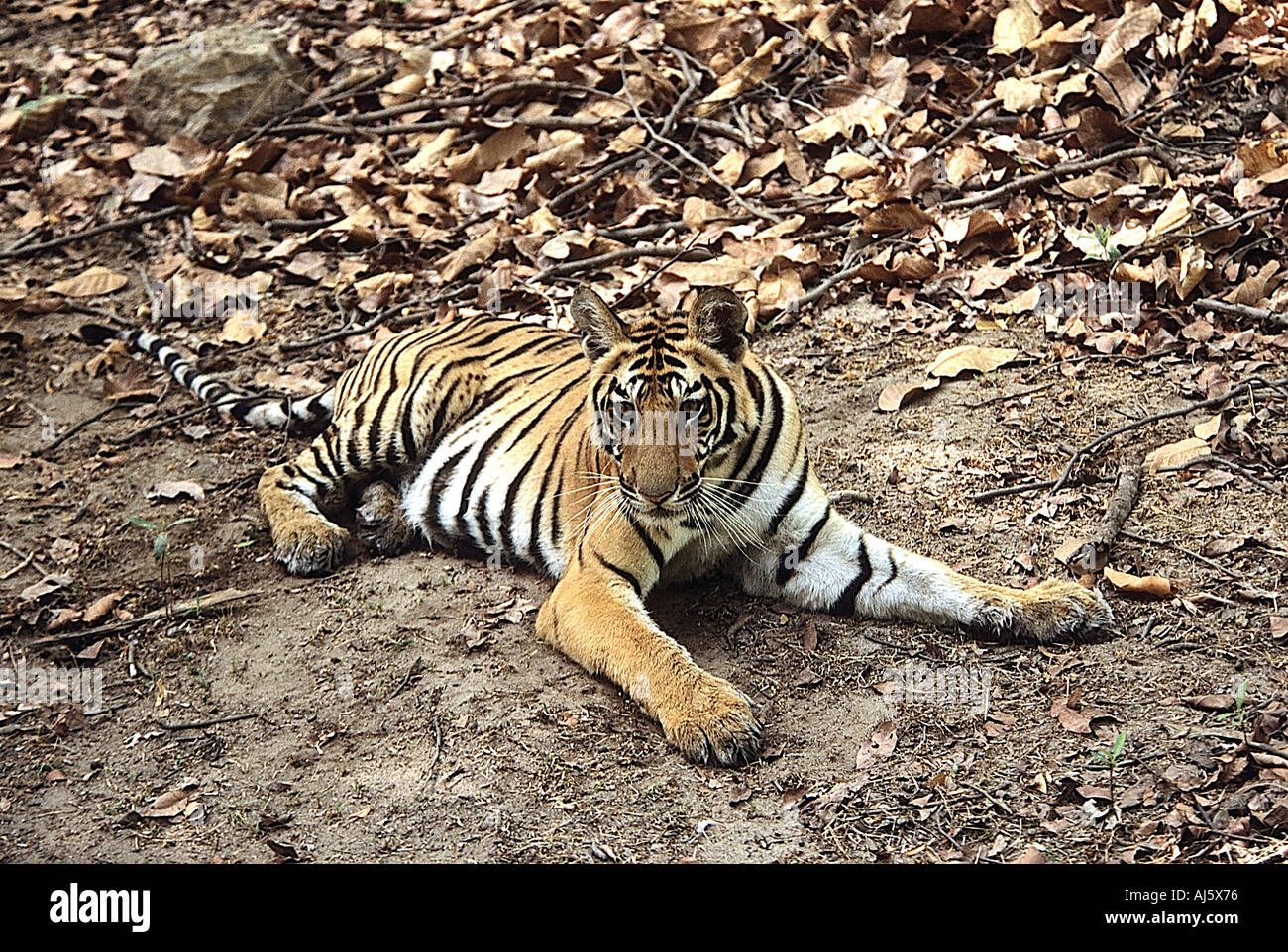 SNA71850 Tiger alert Bandhavgarh National Park in Madhya Pradesh India Foto Stock