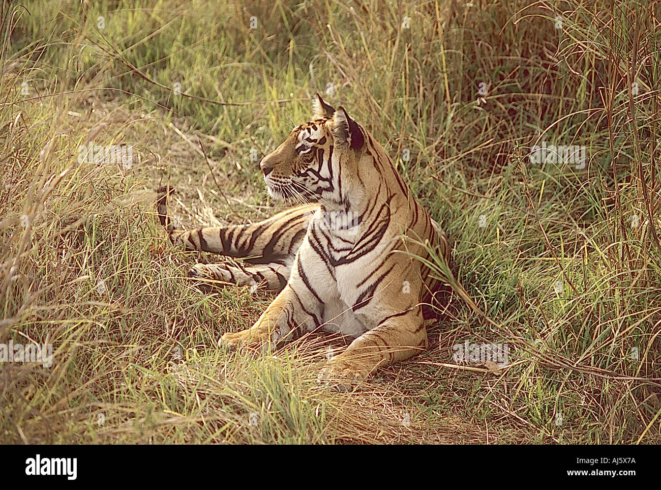 SNA avviso71852 Tiger in Bandhavgarh National Park in Madhya Pradesh India Foto Stock