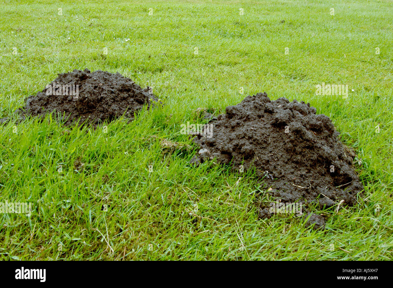 Mole di colline in Prato Foto Stock