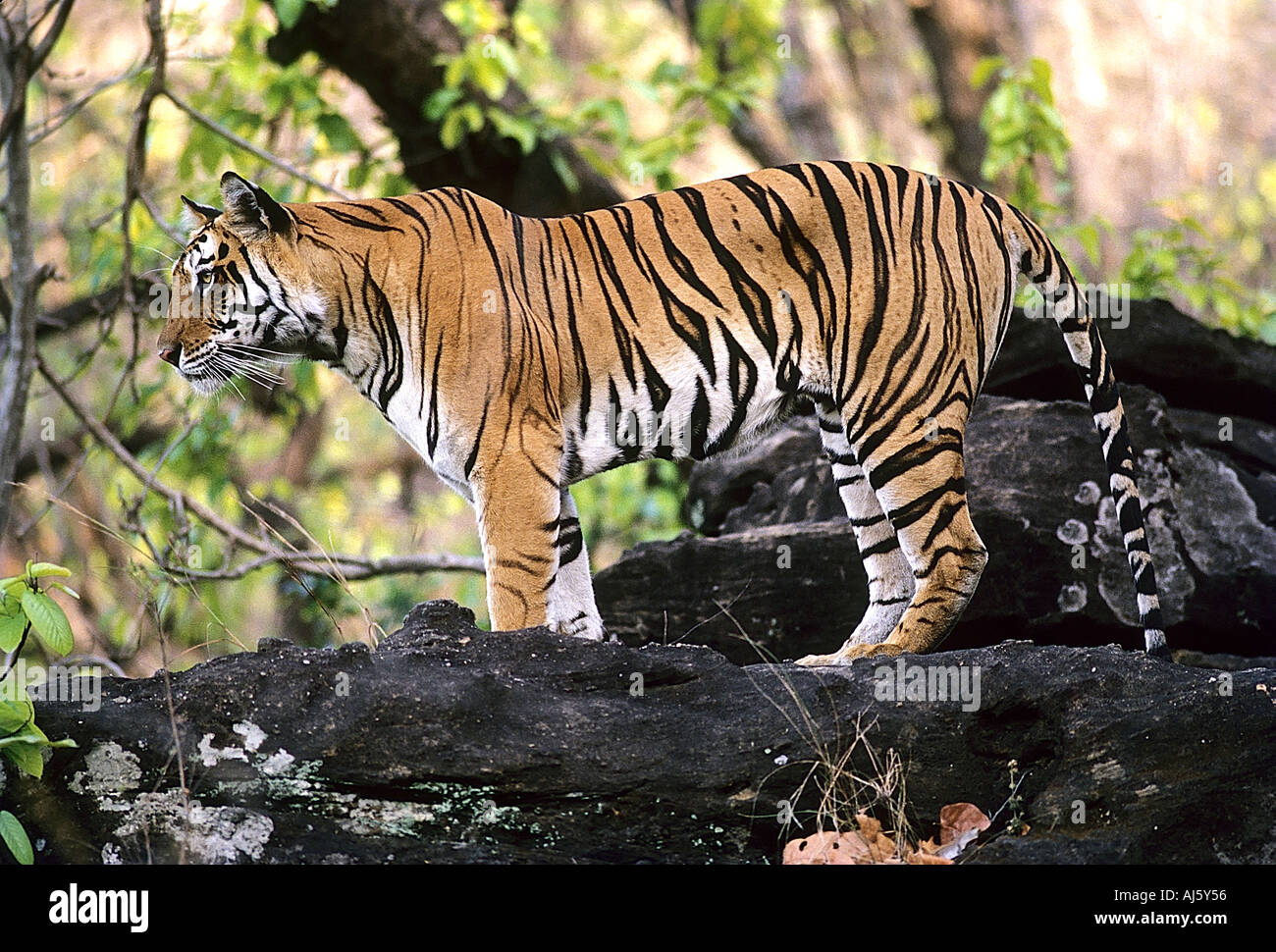 SNA71810 Tiger profilo permanente Bandhavgarh National Park in Madhya Pradesh India Foto Stock