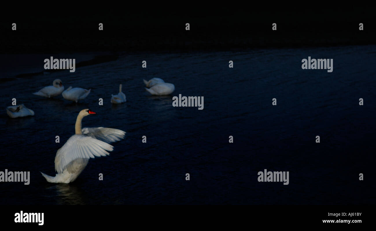 Gruppo con cigno Cygnus olor waterbird White Swan nel buio /sera nightshot nell'acqua in primo piano la diffusione degli uccelli ali Foto Stock