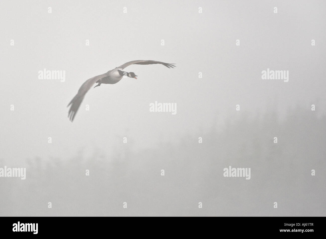Canada Goose Branta canadensis comming in terra nella nebbia mattutina chiamando paxton box cambridgeshire Foto Stock