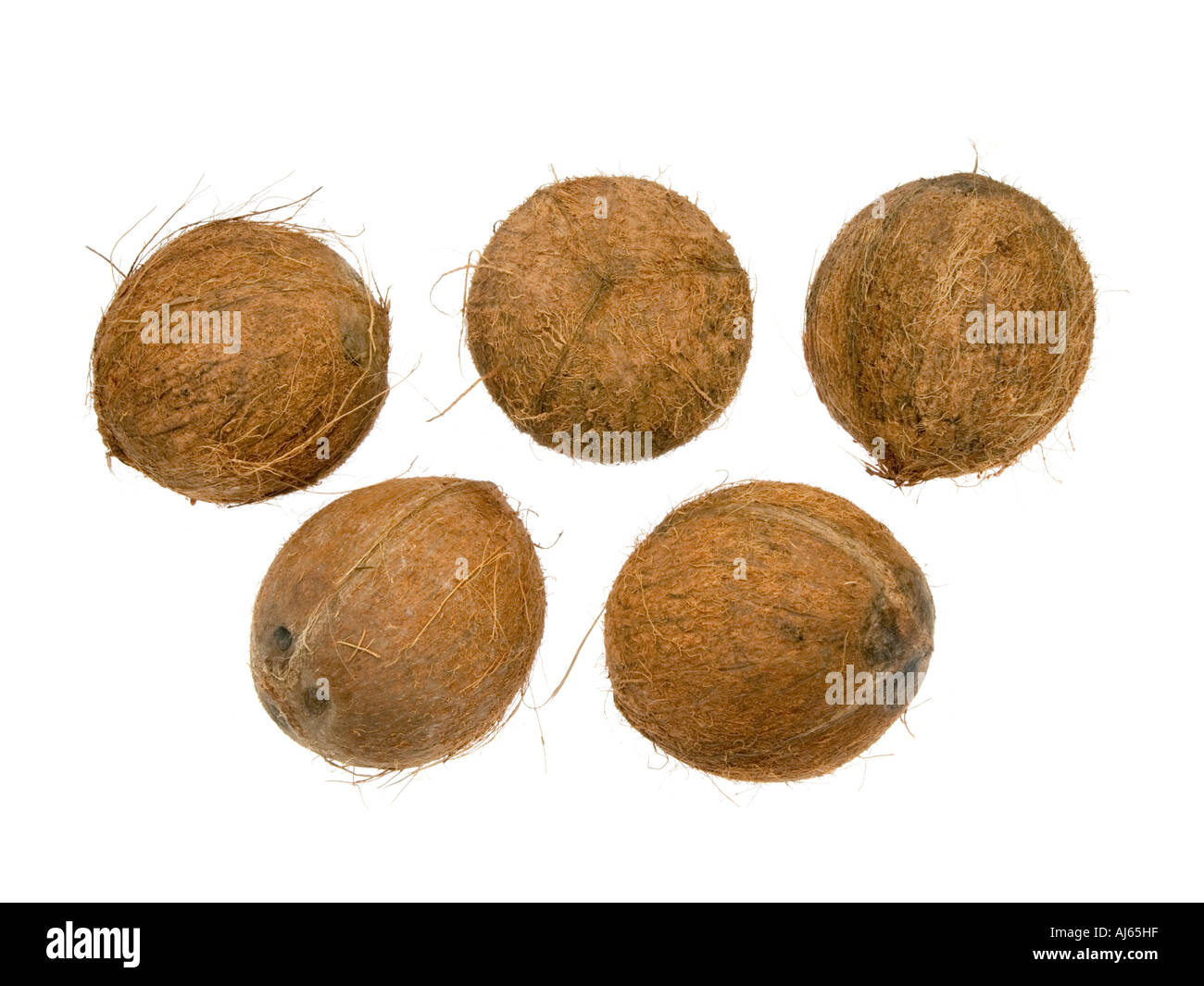 5 5 intero coko cocco dado di legno pelose guscio in legno nutshell cibo frutta su sfondo bianco Foto Stock