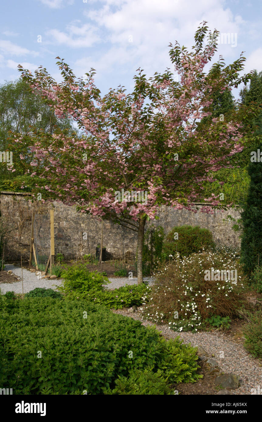 Fiore di Ciliegio albero nei giardini di Inverlochy Castle Hotel,Fort William,Scozia Scotland Foto Stock