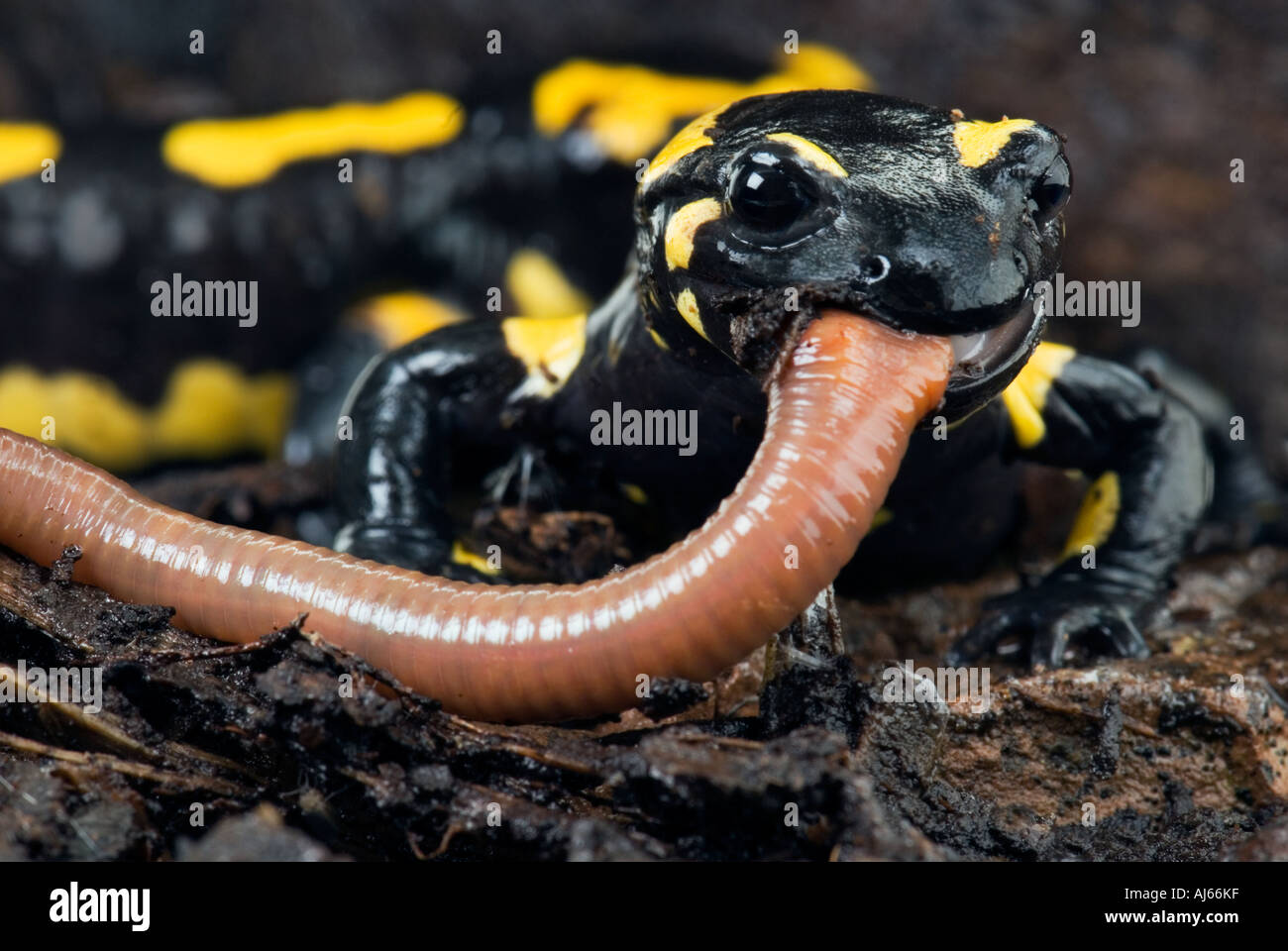 Firesalamander salamandra pezzata Salamandra salamandra alpine il vero è mangiare un lombrico worm Foto Stock