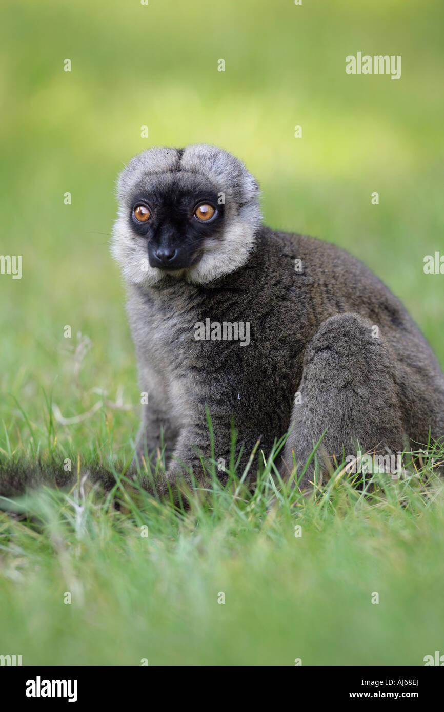 Bianco-fronteggiata lemure marrone - Il Eulemur albifrons Foto Stock