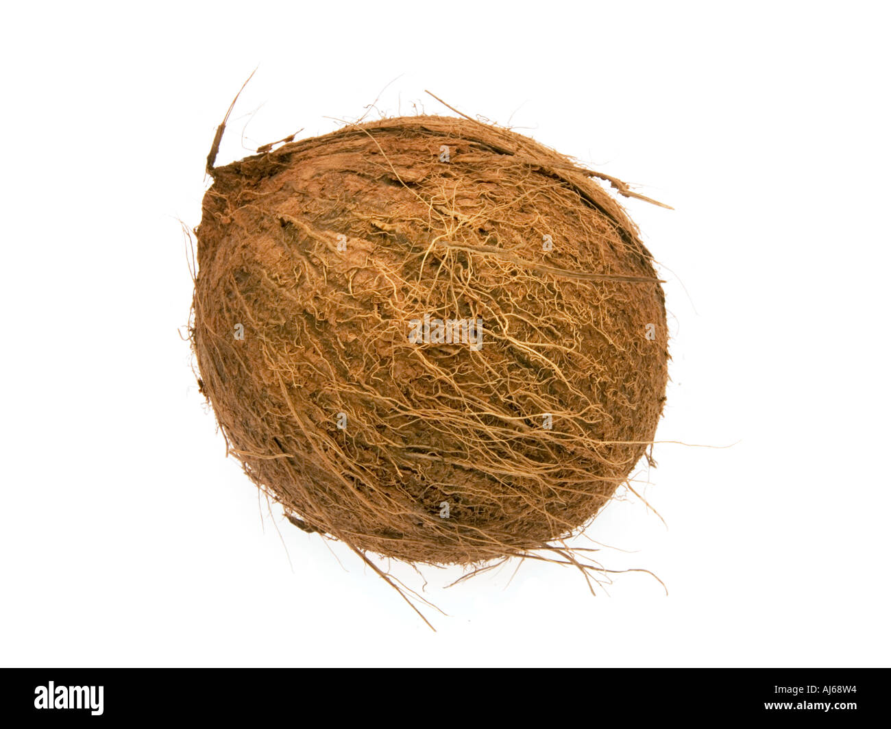 1 uno di un intero coko cocco dado di legno pelose guscio in legno nutshell cibo frutta su sfondo bianco tagliare ritaglio Foto Stock