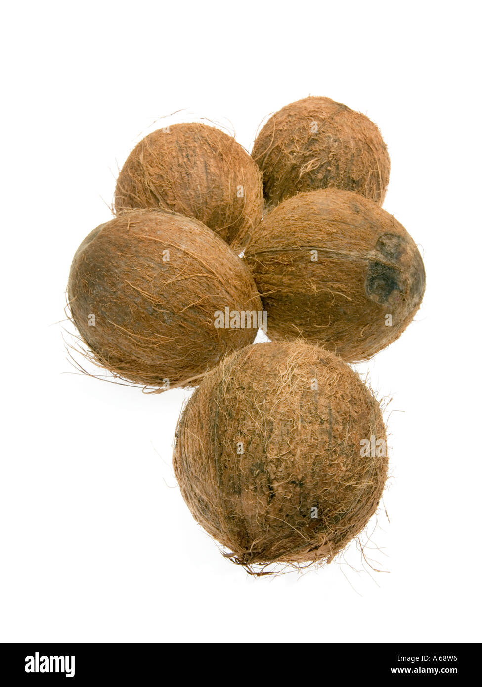 5 5 intero coko cocco dado di legno pelose guscio in legno nutshell cibo frutta su sfondo bianco Foto Stock