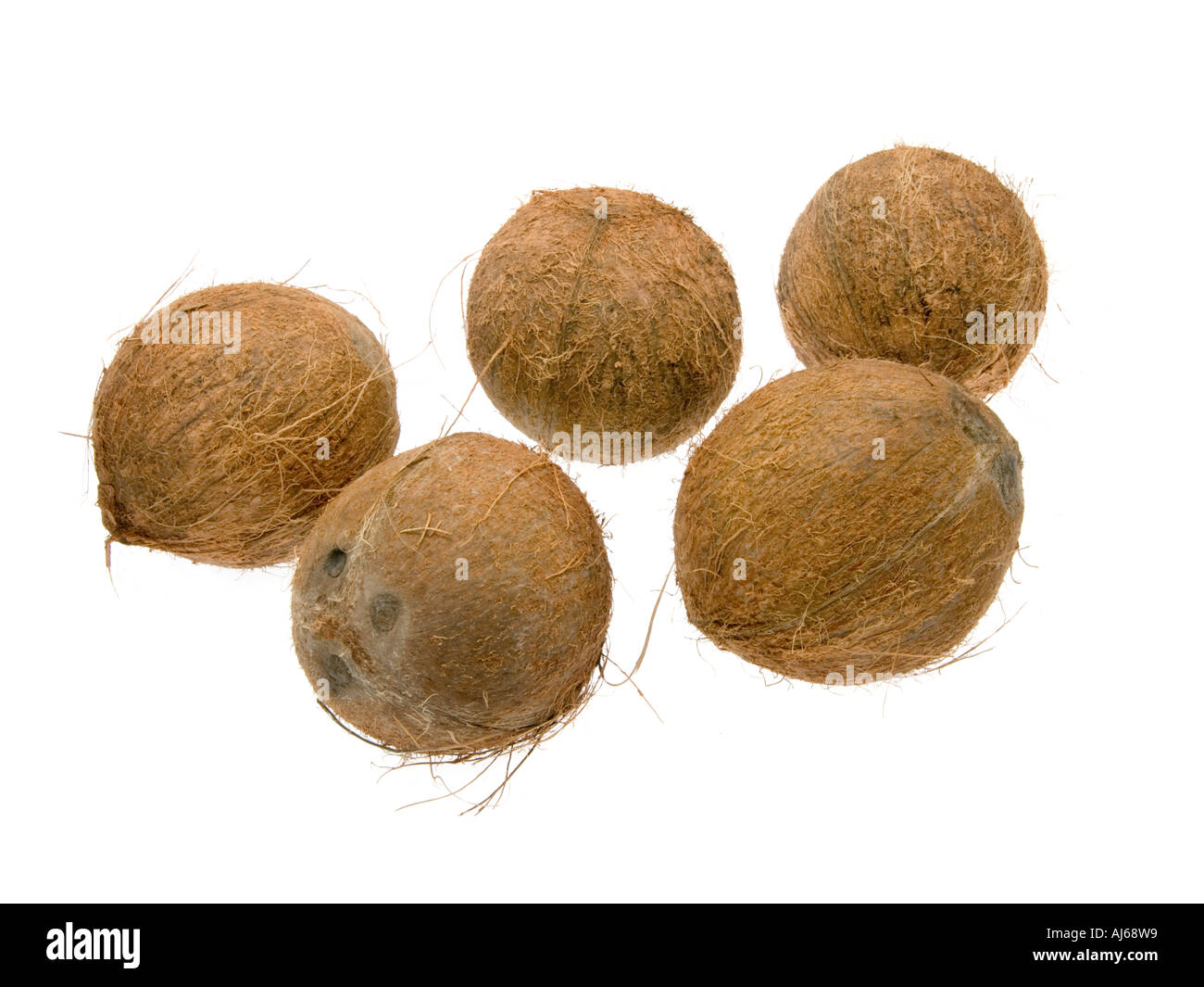 5 5 intero coko cocco dado di legno pelose guscio in legno nutshell cibo frutta su sfondo bianco Foto Stock