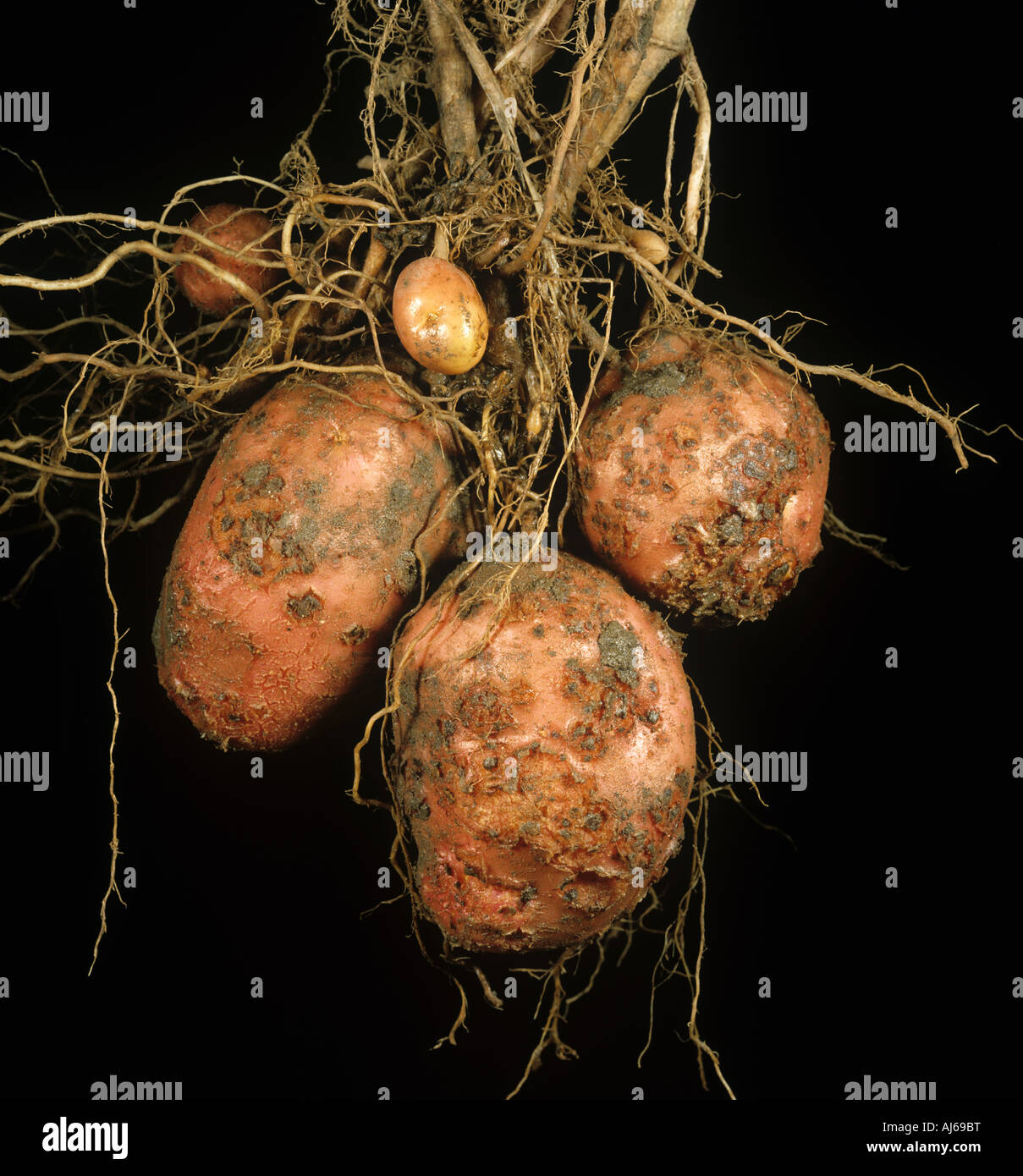 Scabbia comune Streptomyces la scabbia lesioni su tuberi di patata Foto Stock