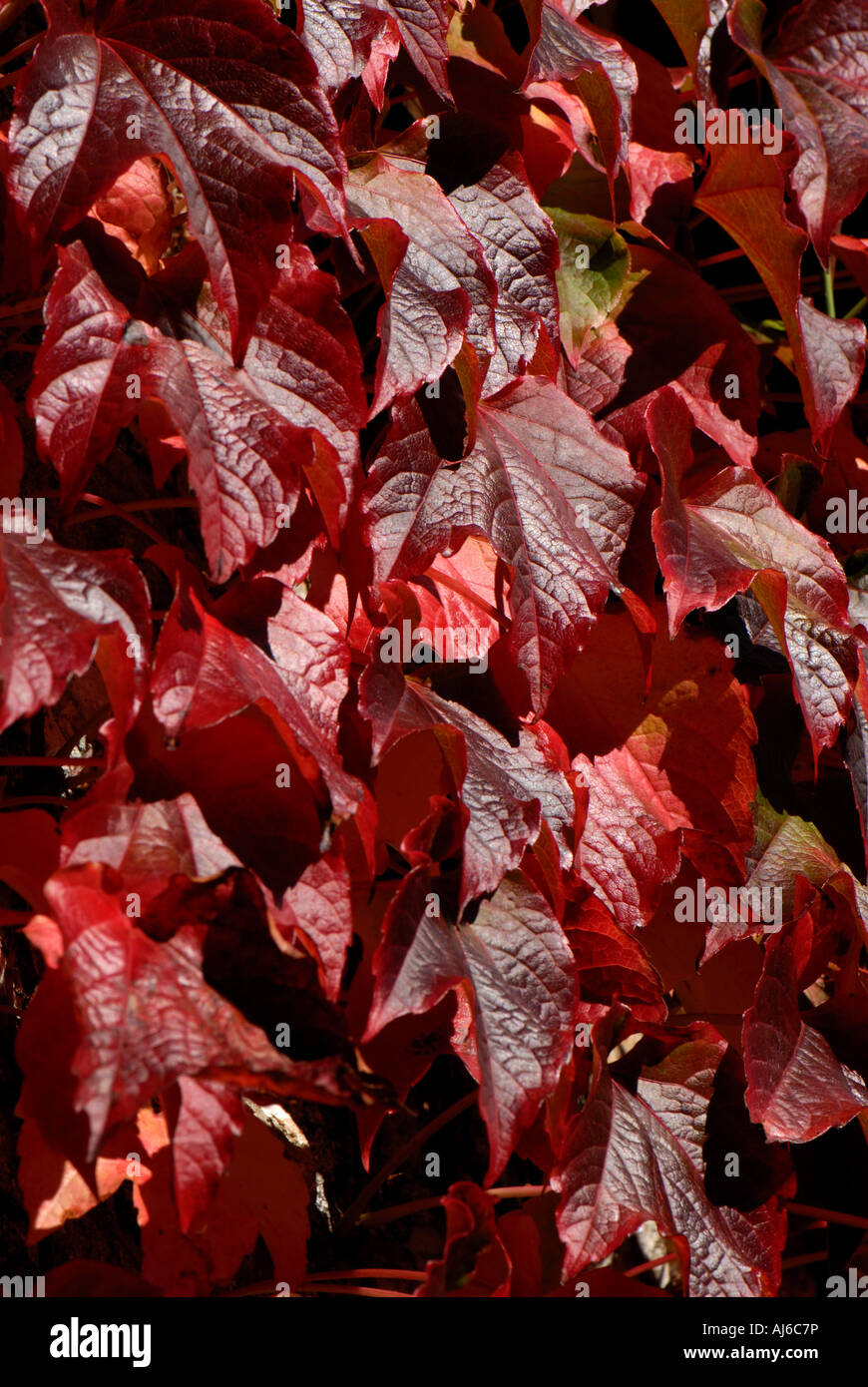 Boston ivy Parthenocissus tricuspidata rosso fogliame di autunno Foto Stock