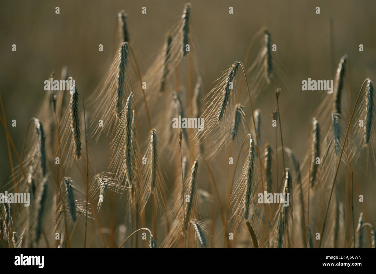 Coltivate Emmer (Triticum turgidum ssp. dicoccon, Triticum dicoccon), grani, Ungheria, Hortobagy Foto Stock