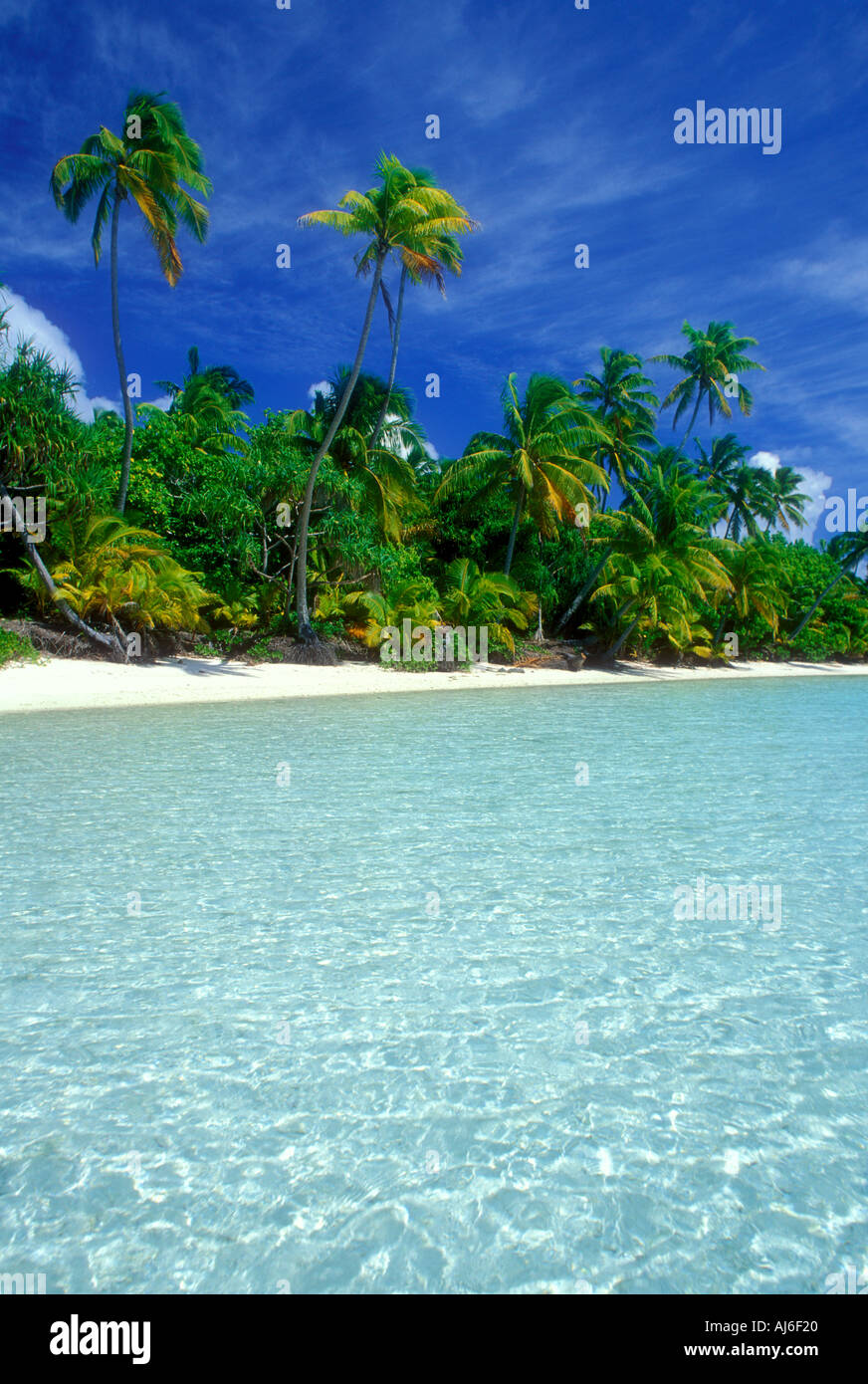 Palme lungo la spiaggia tropicale in Isole Cook Polinesia Oceano Pacifico del Sud Foto Stock