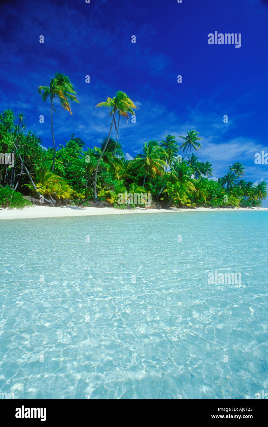 Palme lungo la spiaggia tropicale in Isole Cook Polinesia Oceano Pacifico del Sud Foto Stock