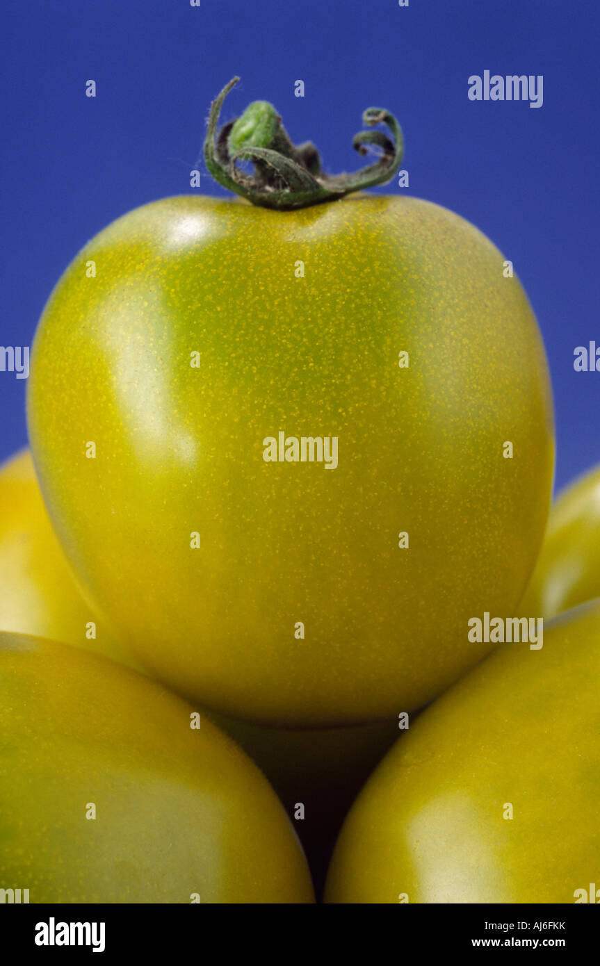 Solanum lycopersicum syn Lycopersicon esculentum 'Green Grape' (pomodoro) primo piano di pomodoro giallo-verdastro su pila di pomodori a sfondo blu. Foto Stock