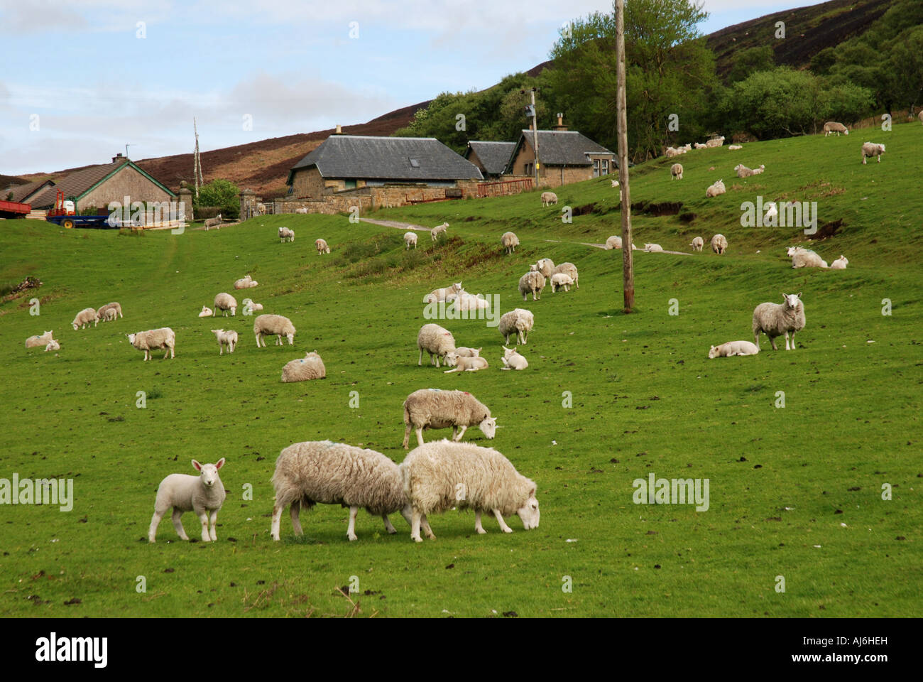 Gregge di pecore al pascolo con farm buldings Helmsdale lungo la valle del fiume lungo Strath di Kildonan Highland Scozia Scotland Foto Stock