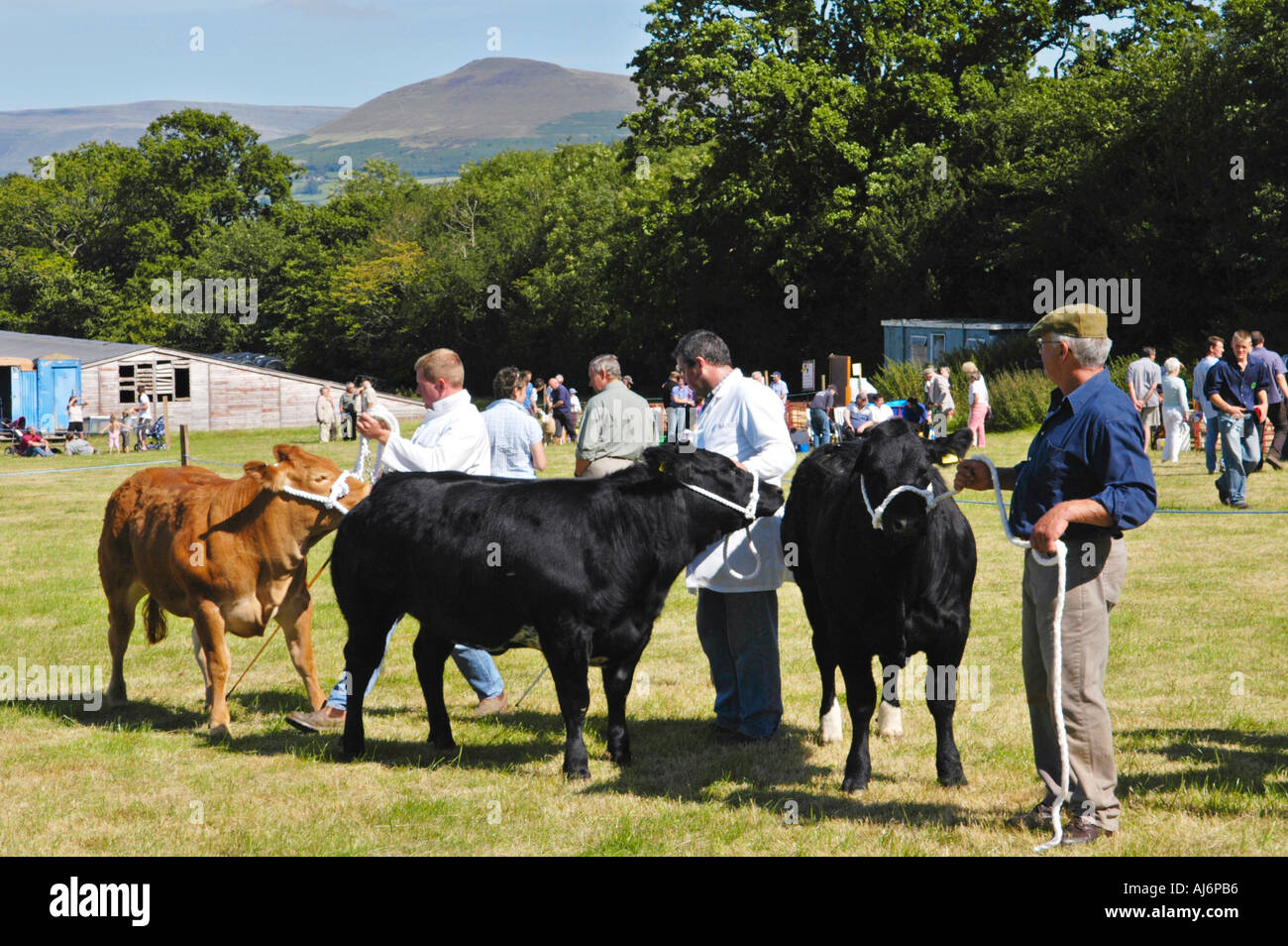 Bestiame bovino di concorrenza a Llanfihangel Talyllyn spettacolo agricolo vicino a Brecon Galles POWYS REGNO UNITO Foto Stock