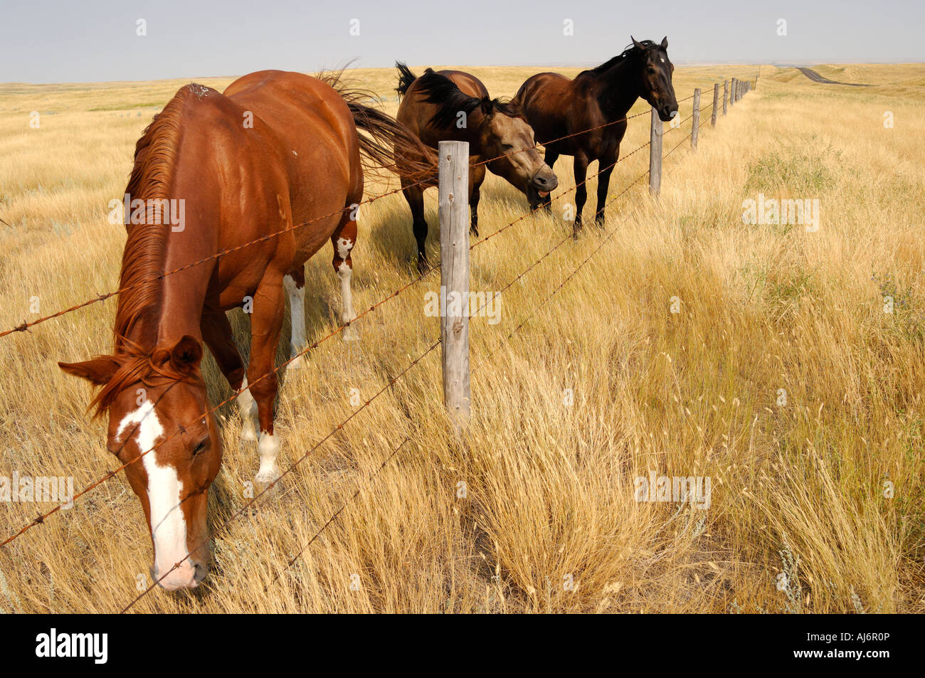 Tre cavalli lungo una linea di recinzione sulle praterie di praterie Southern Saskatchewan Canada Foto Stock
