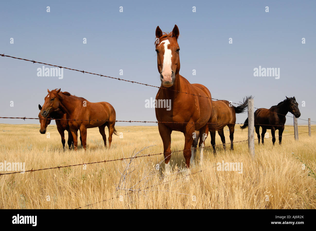 Cavalli lungo una linea di recinzione sulle praterie di praterie Southern Saskatchewan Canada Foto Stock