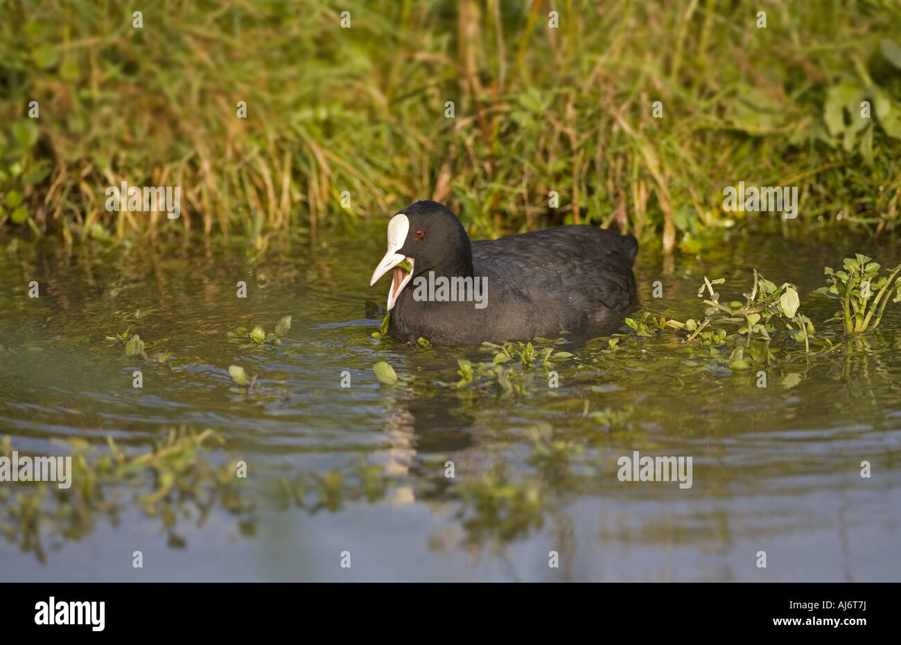 Acqua comune alimentazione di uccelli ali black bald Foto Stock