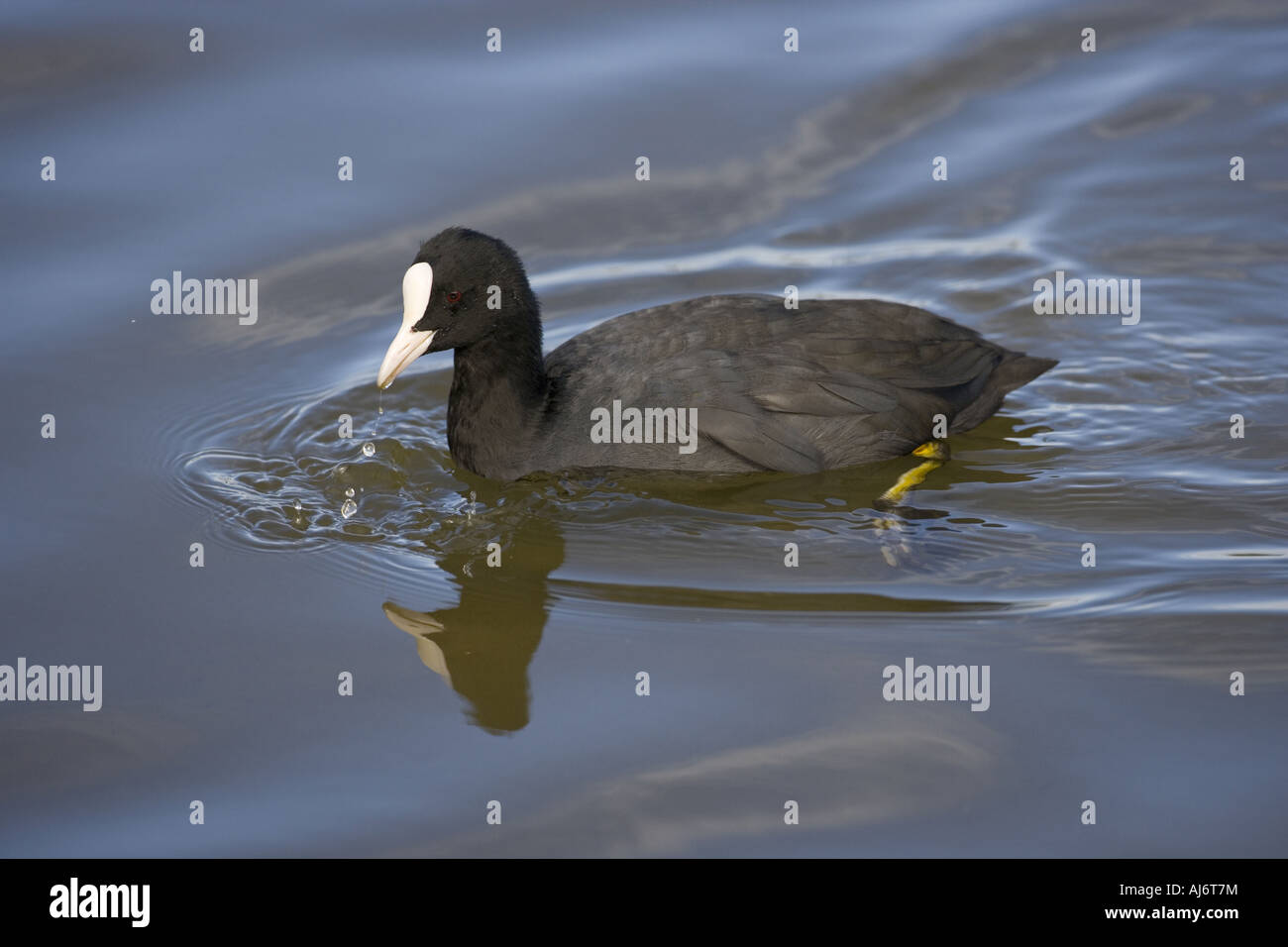 La folaga fulica atra Immersioni subacquee Foto Stock