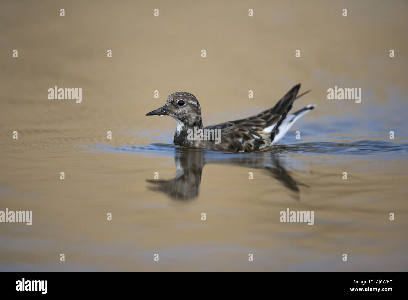 Turnstone arenaria interpres nuoto Foto Stock