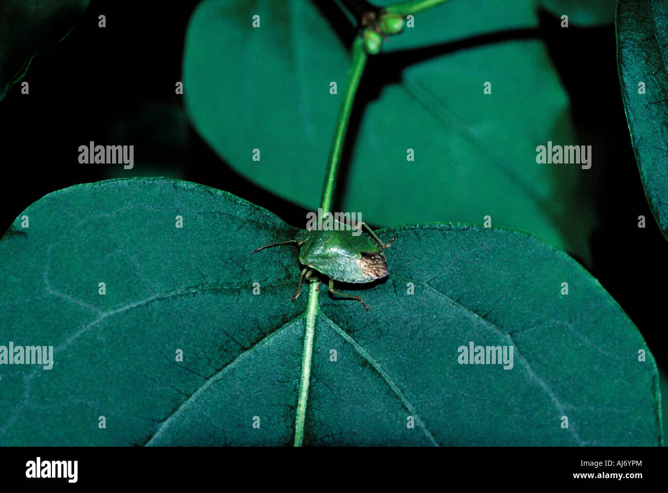 Bug di protezione (Palomena prasina) su una foglia. Foto Stock