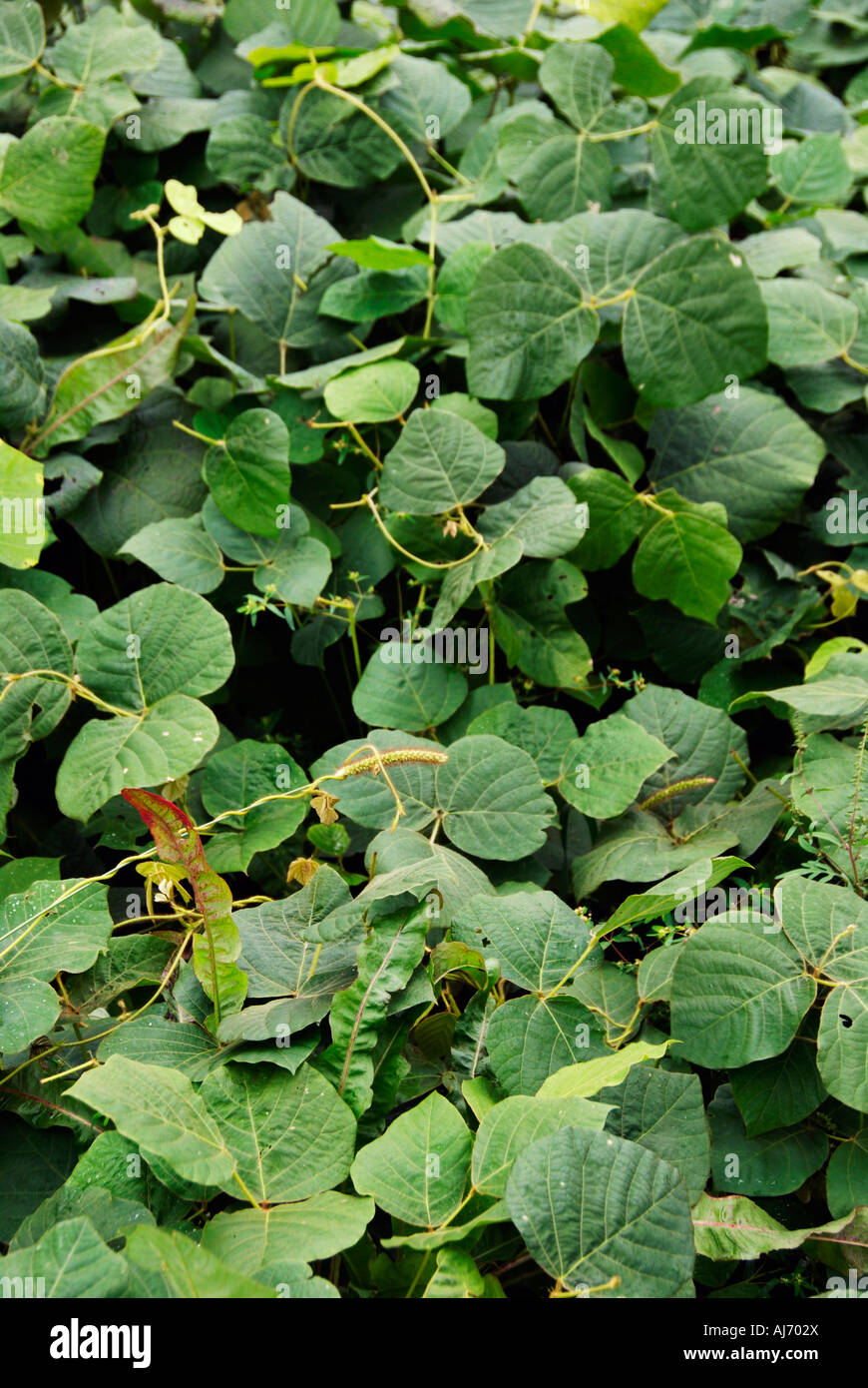 Viti di Kudzu Foto Stock