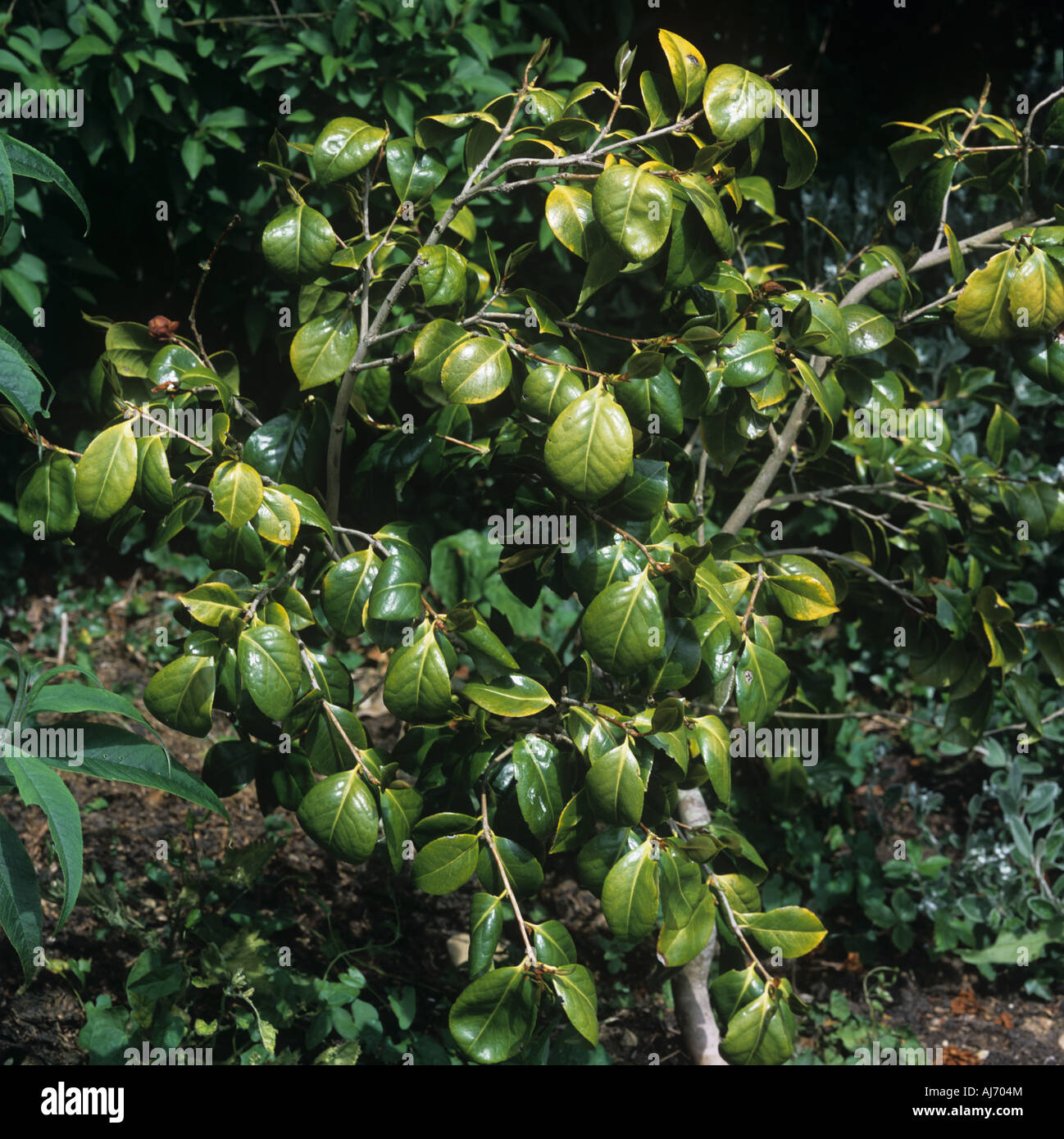 Lime indotta ferro Fe è la carenza di un giovane Camellia japonica impianto Foto Stock