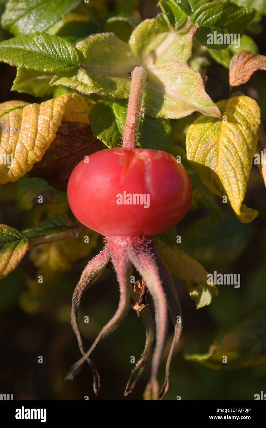 Colore di autunno - Rosa canina Foto Stock