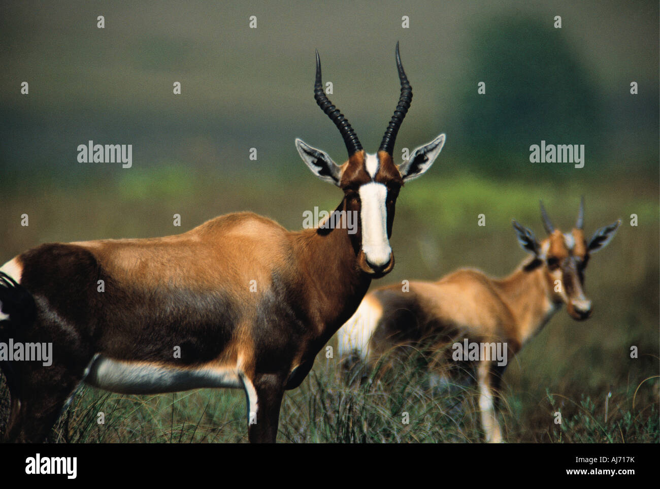 Femmina adulta Bontebok con vitello nella Bontebok National Park Swellendam Western Cape Province Sud Africa Foto Stock