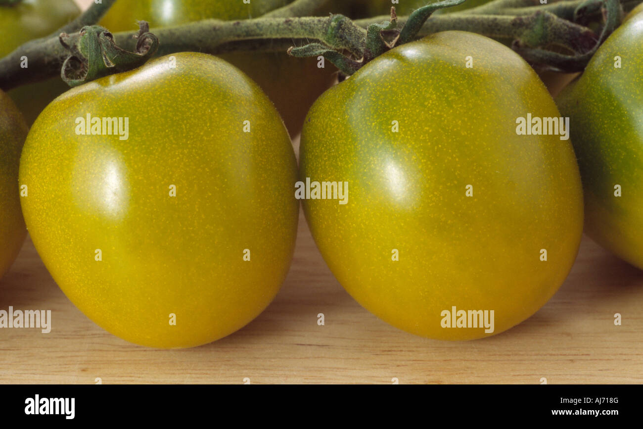 Solanum lycopersicum syn Lycopersicon esculentum 'Green Grape' (pomodoro) primo piano di due pomodori giallo-verdastro su un traliccio raccolto. Foto Stock