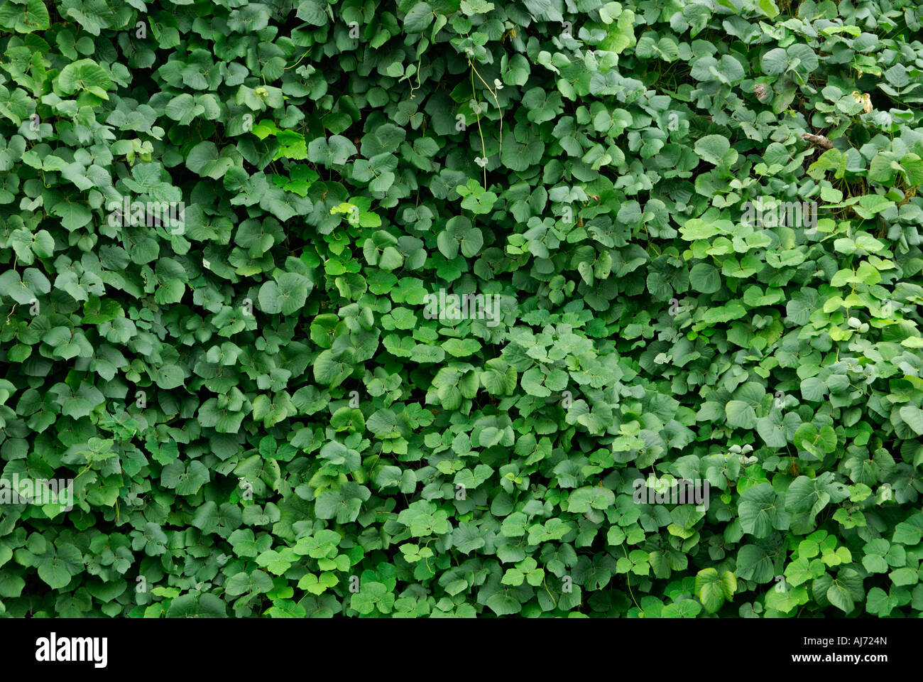 Kudzu Vines Foto Stock