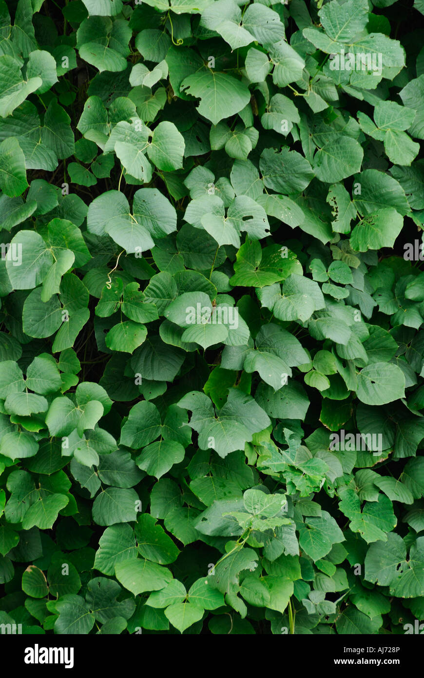 Kudzu Vines Foto Stock