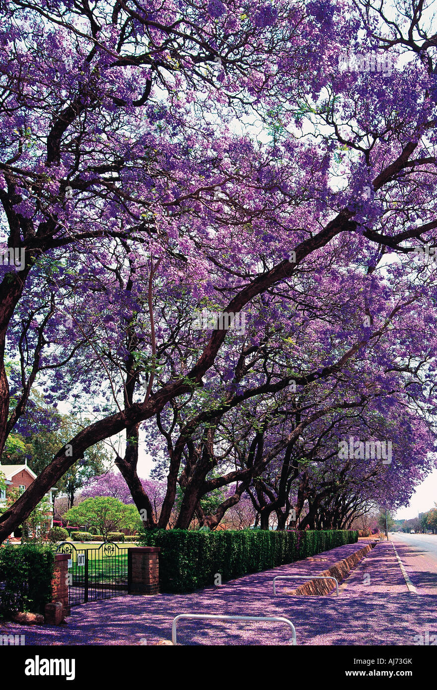 Alberi di jacaranda in pieno splendore con il fiore in alberi e sul terreno Bulawayo Zimbabwe Foto Stock
