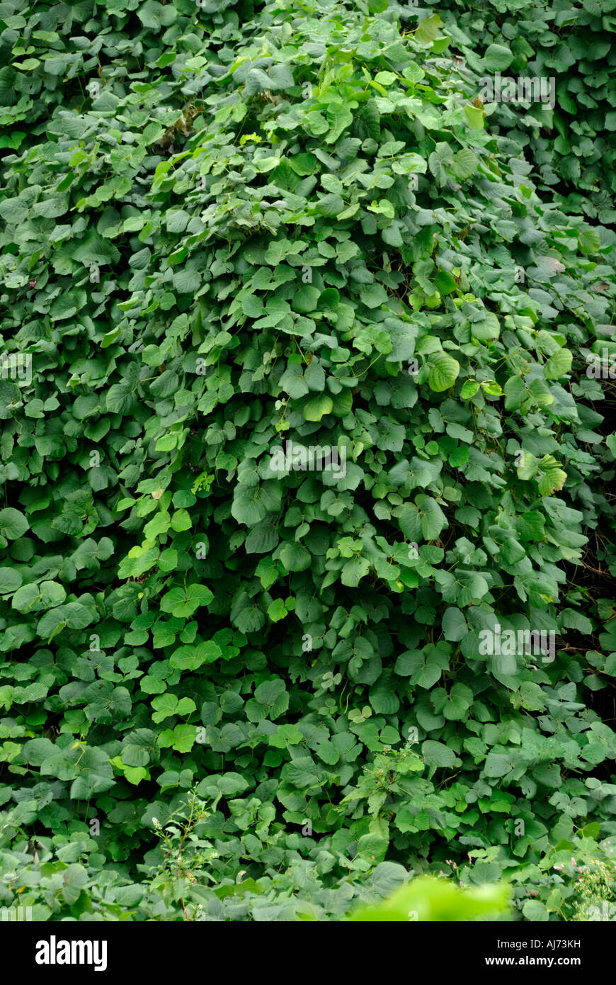 Kudzu Vines Foto Stock