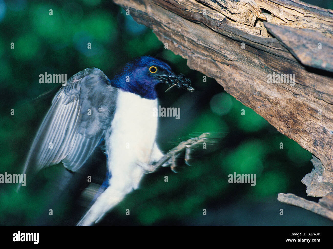 Violetta Backed Starling Cinnyricinclus leucogaster portando gli insetti verso il nido a lato di collina dighe Bulawayo Zimbabwe Foto Stock