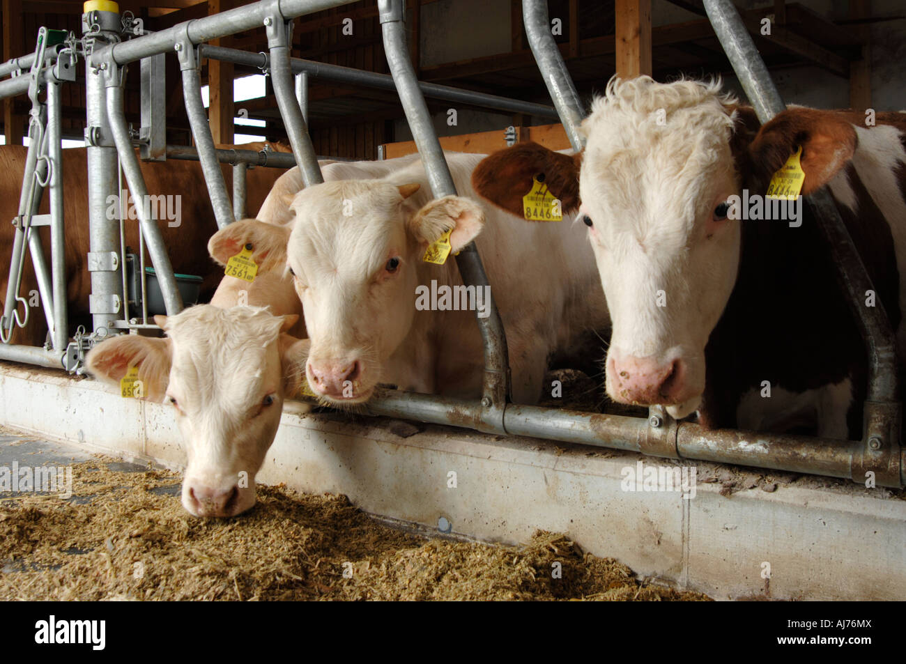 Mucche d'alimentazione Foto Stock