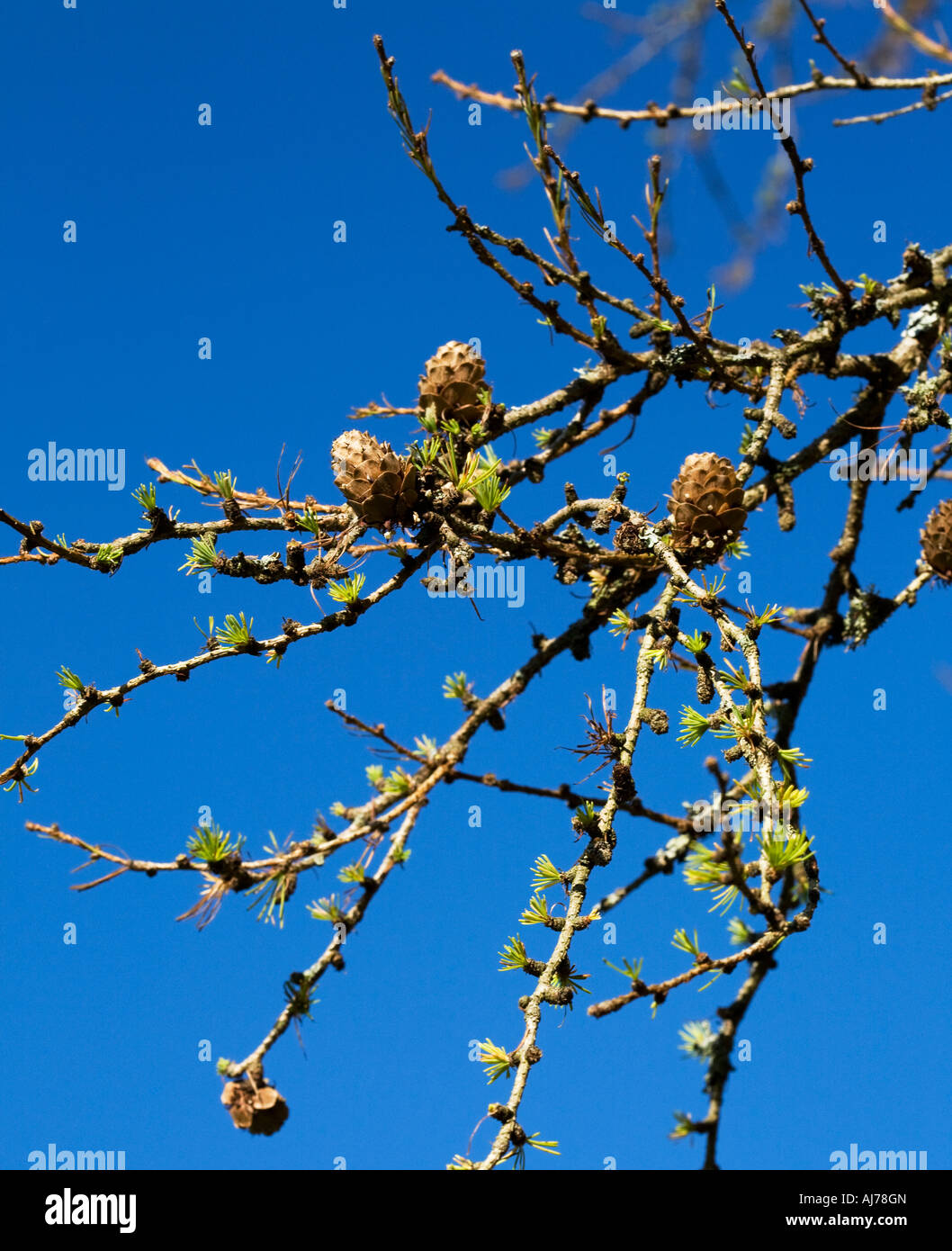 Larice siberiano Foto Stock