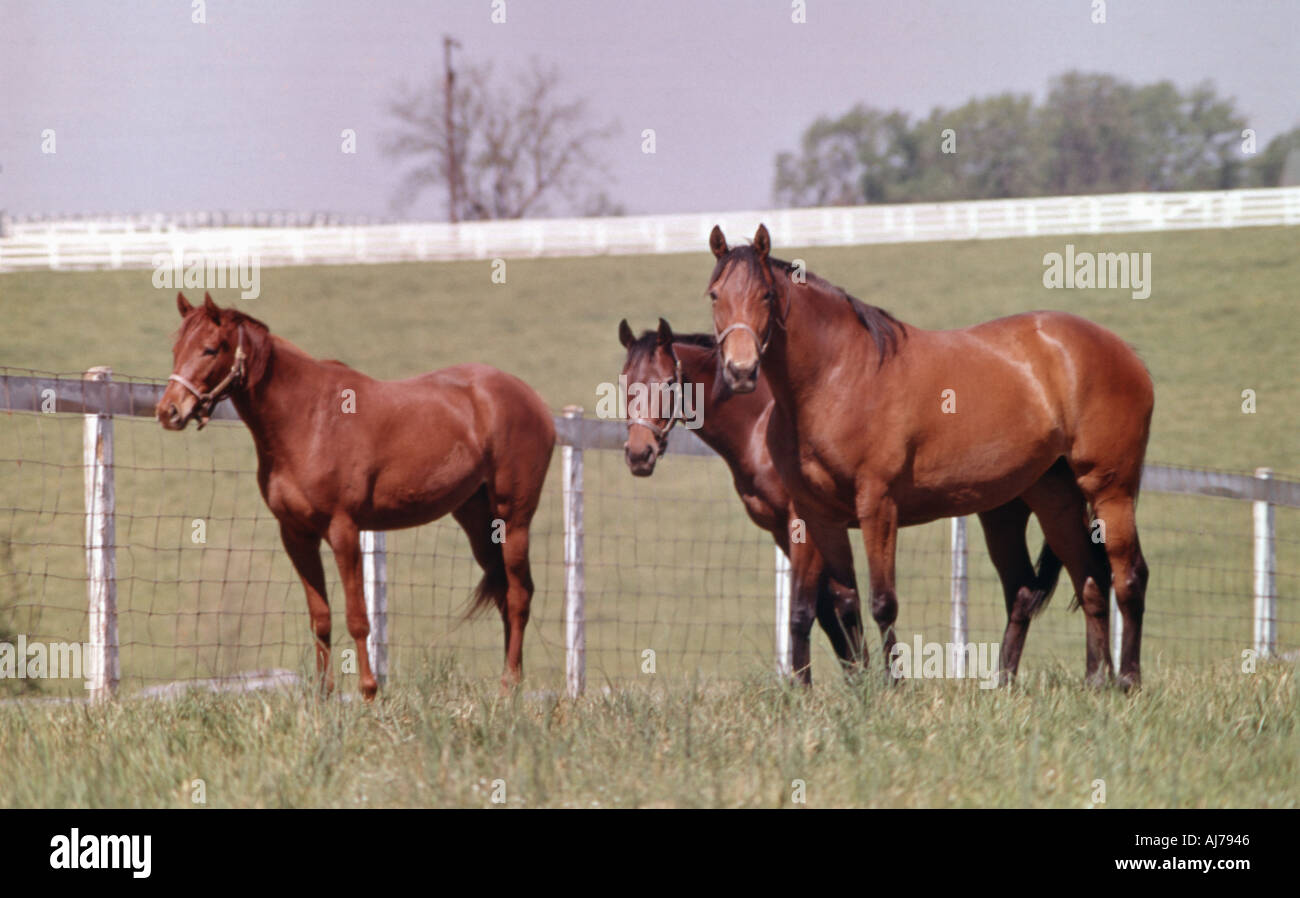 Tre cavalli purosangue su un Kentucky Horse allevamento Foto Stock