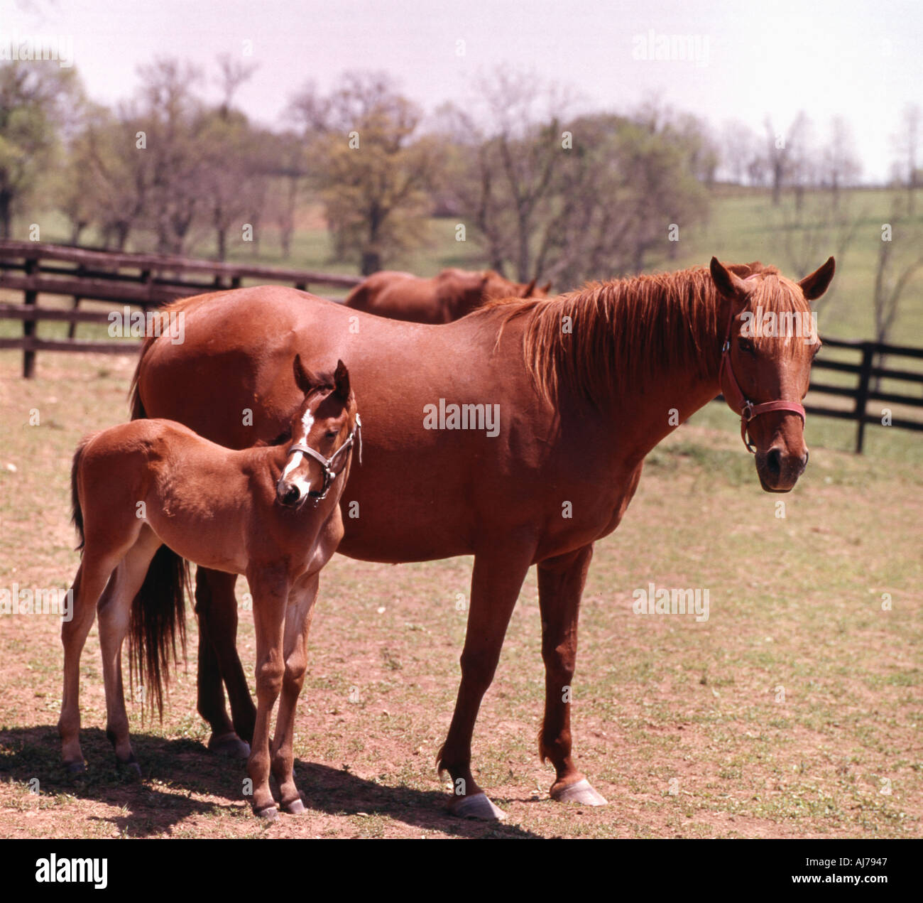 Due cavalli purosangue su un Kentucky Horse allevamento Foto Stock