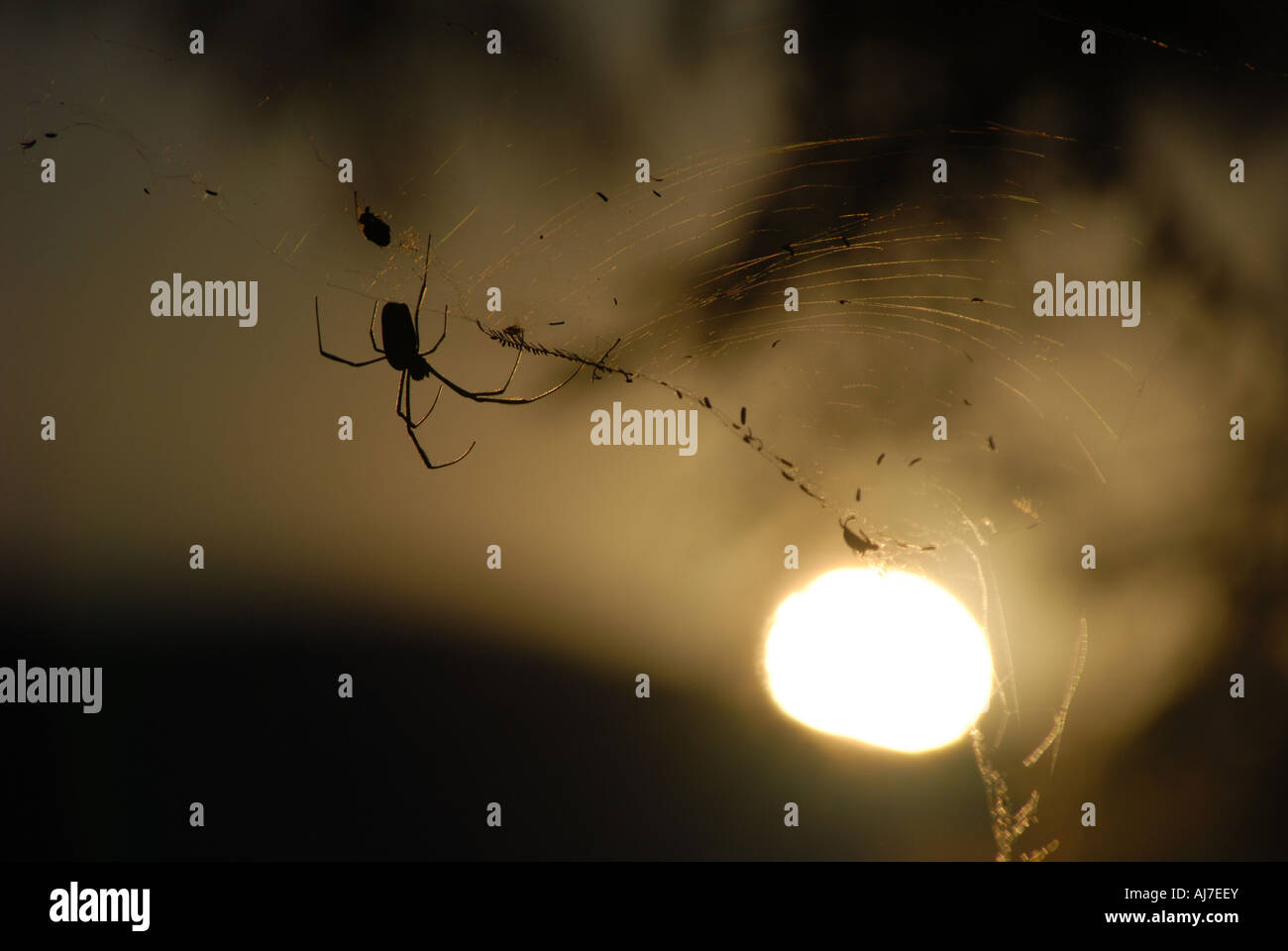 Un ragno pende dal suo web come il sole tramonta al di là delle montagne circostanti Salta Argentina, Sud America. Foto Stock