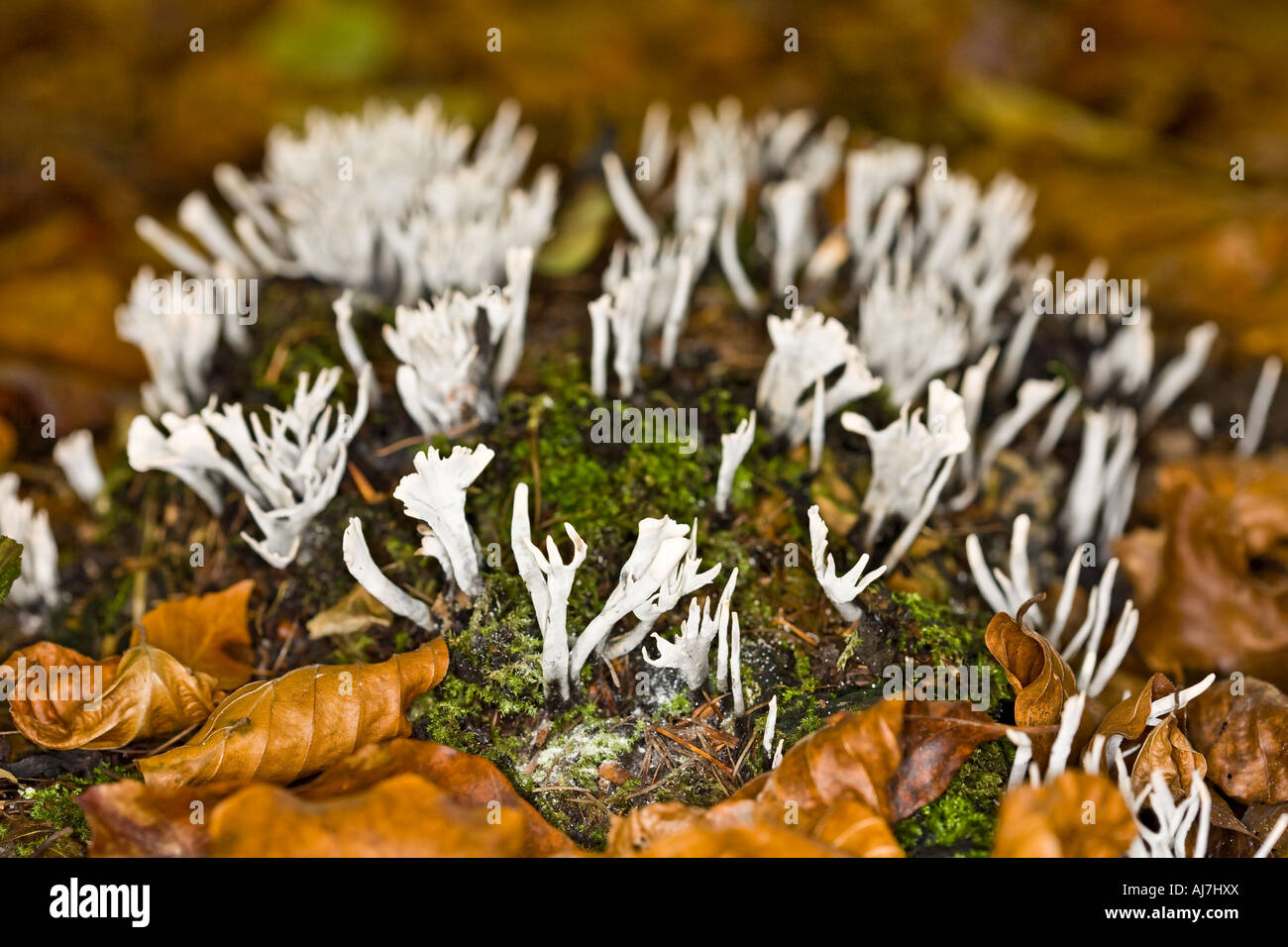Coral funghi Clavulina cristata funghi Foto Stock